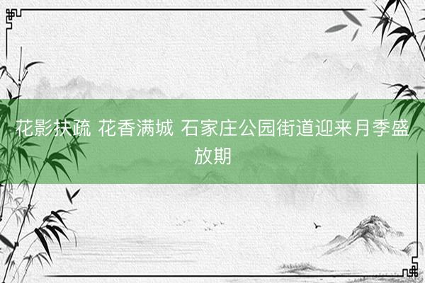 花影扶疏 花香满城 石家庄公园街道迎来月季盛放期